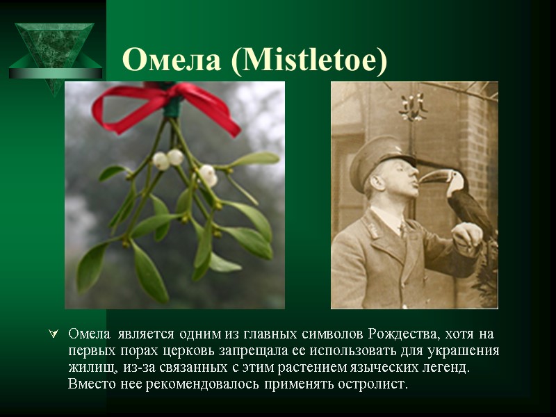 Омела (Mistletoe) Омела  является одним из главных символов Рождества, хотя на первых порах